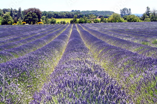 Lavendelfeld photo