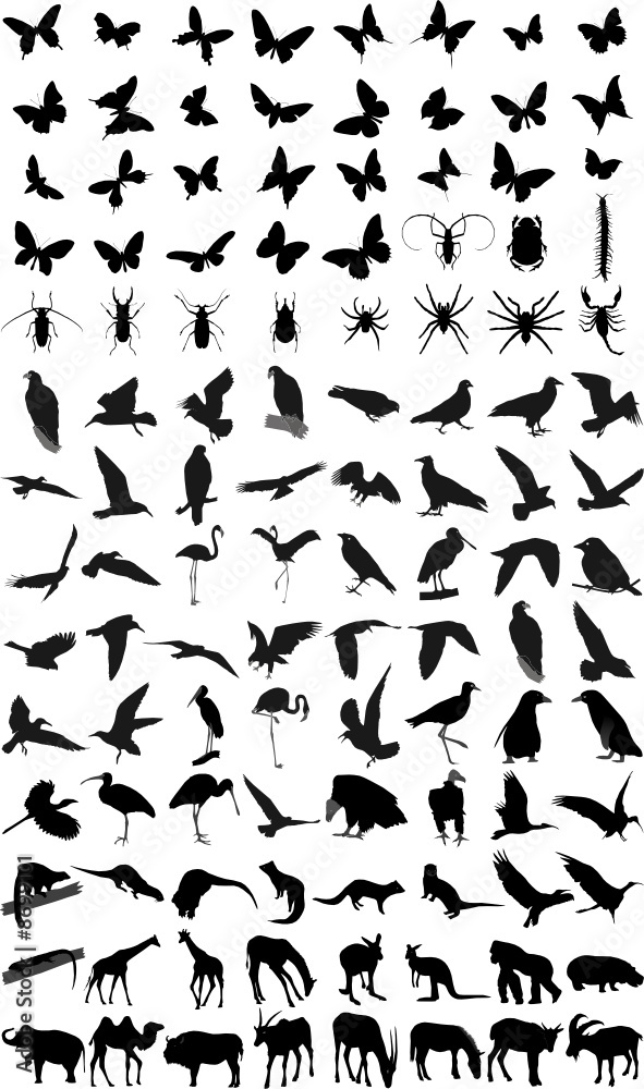 Naklejka premium Many silhouettes of different animals and insects