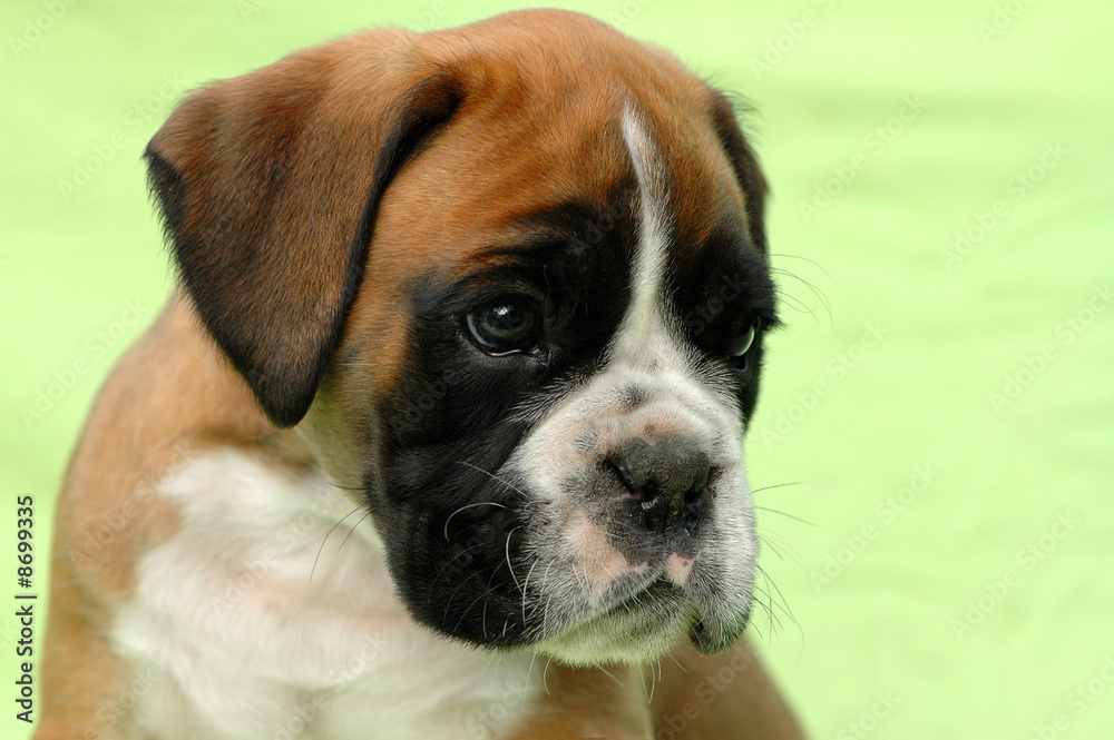 Boxerwelpe 16 Boxerwelpe 16