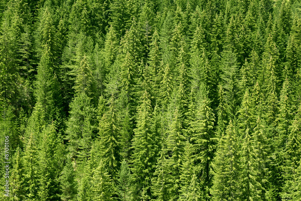 forest of pinetree forest of pinetree