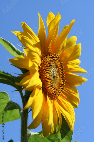 sunflower 01