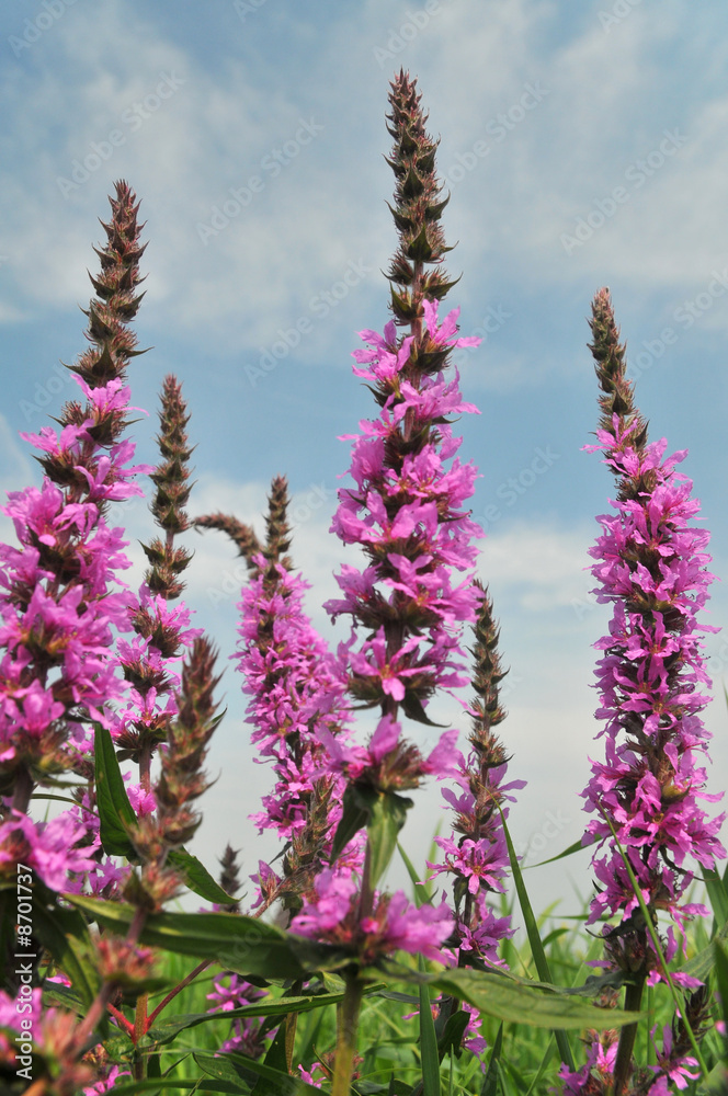 Purple Loose strife Purple Loose strife