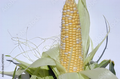 Golden Corn photo