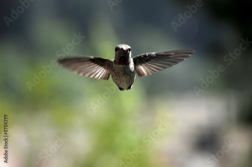 hummingbird © groke