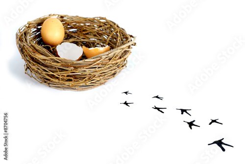 Egg in the nest