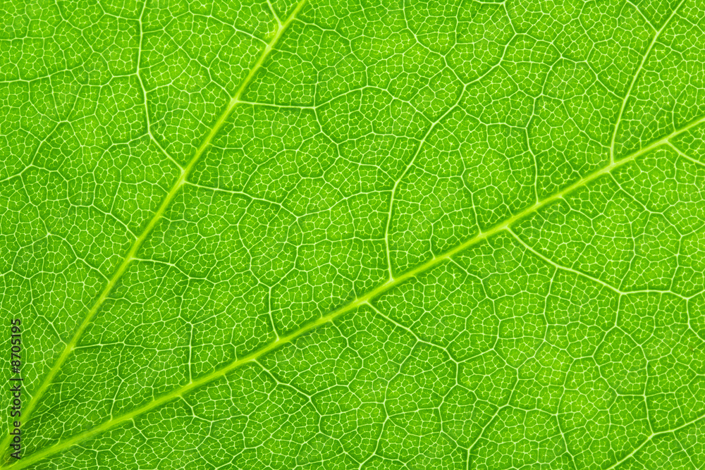 Bleeding Heart Leaf Bleeding Heart Leaf