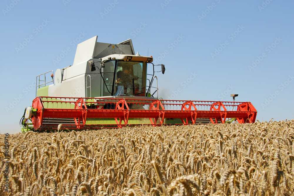 Obraz premium Mähdrescher im Einsatz 121