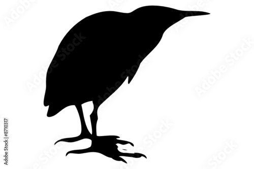 Bittern