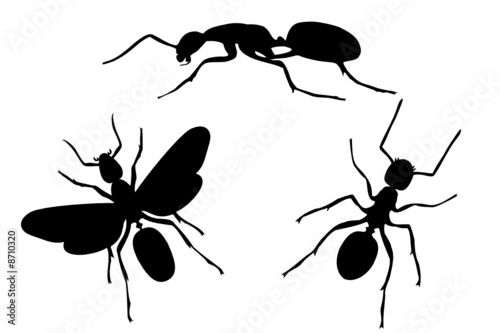 Ants