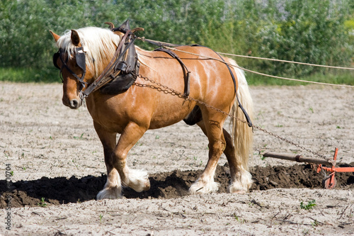 Agriculture et métier : paysan et cheval de trait au labours