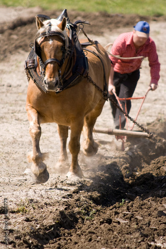 Agriculture et métier : paysan et cheval de trait au labours © Olivier-Tuffé
