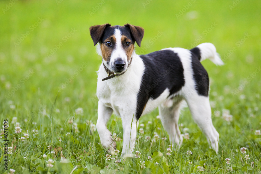 Little dog in the grass