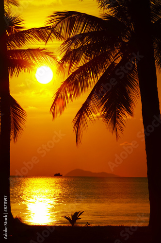 view of palm black outlines on the beach during sunset