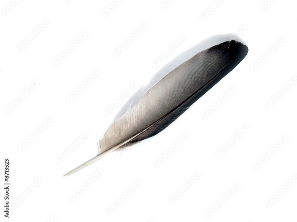Feather Feather