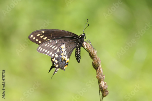 Black Swallowtail Butterfly (Papilio polyxenes) © Steve Byland