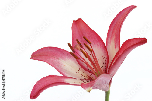 asiatic lily on white background