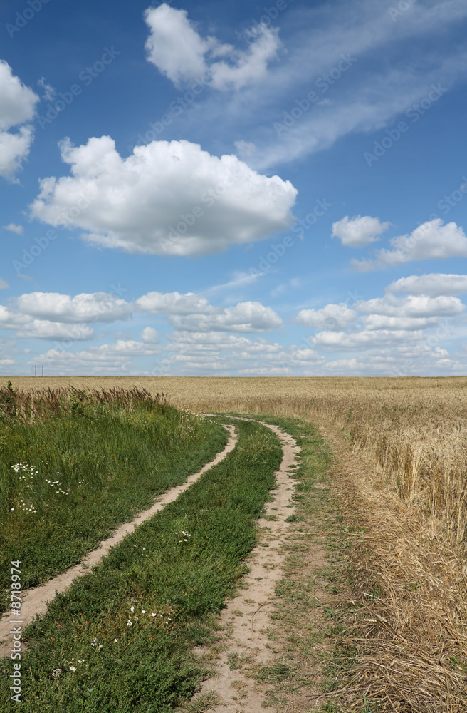 Field of barley - road