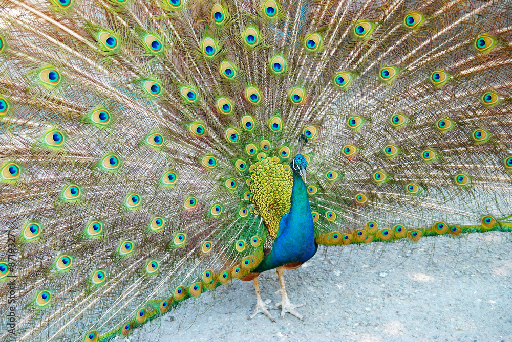 Obraz premium Peacock with open train.