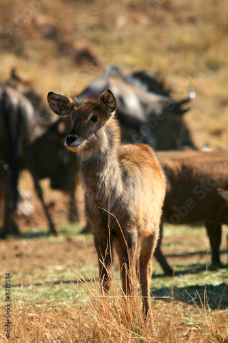waterbuck