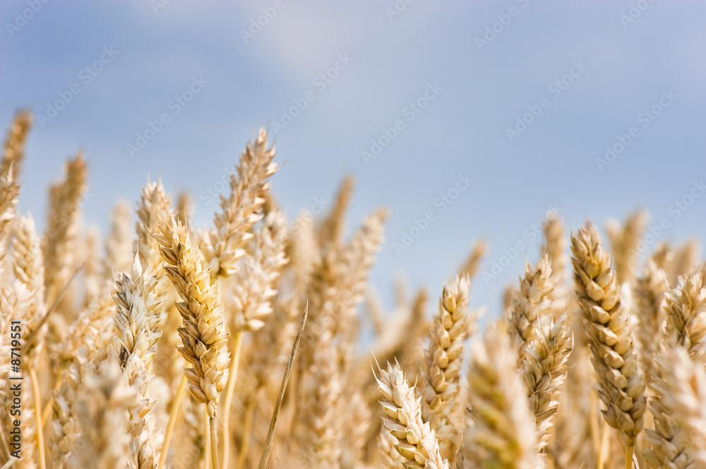 field with crop field with crop