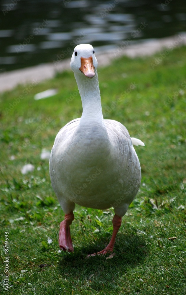 goose goose