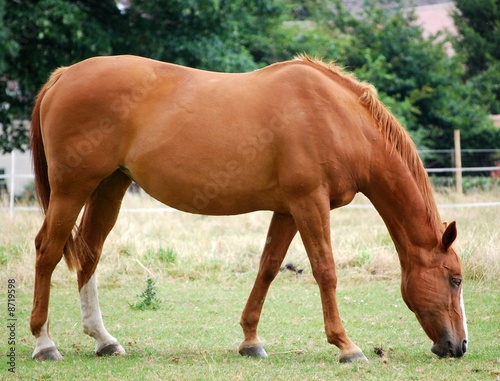 horse in a meadow