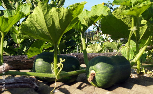 Bilde på lerret jardinage