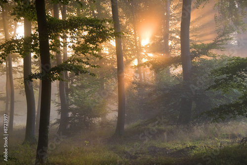 premiers rayons de soleil