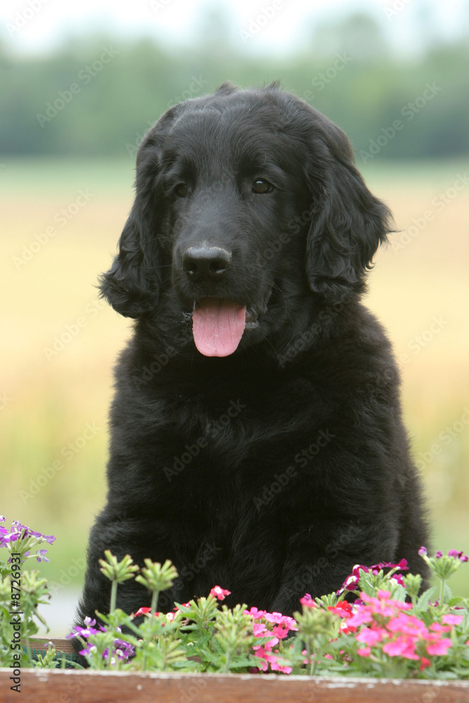 chiot flat coated retriever chiot flat coated retriever