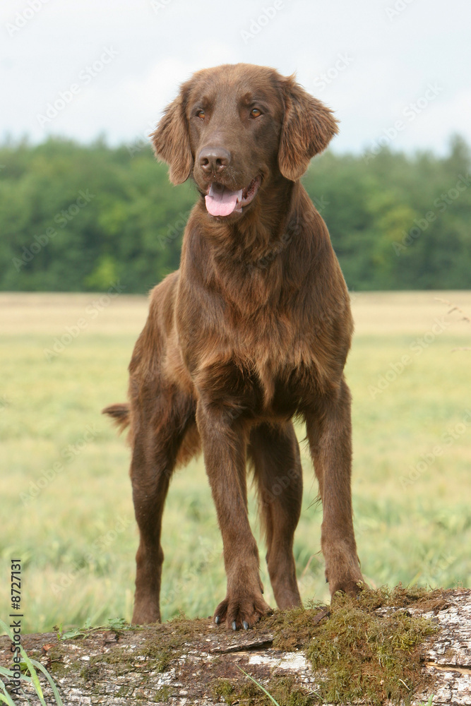 flat coated retriever flat coated retriever