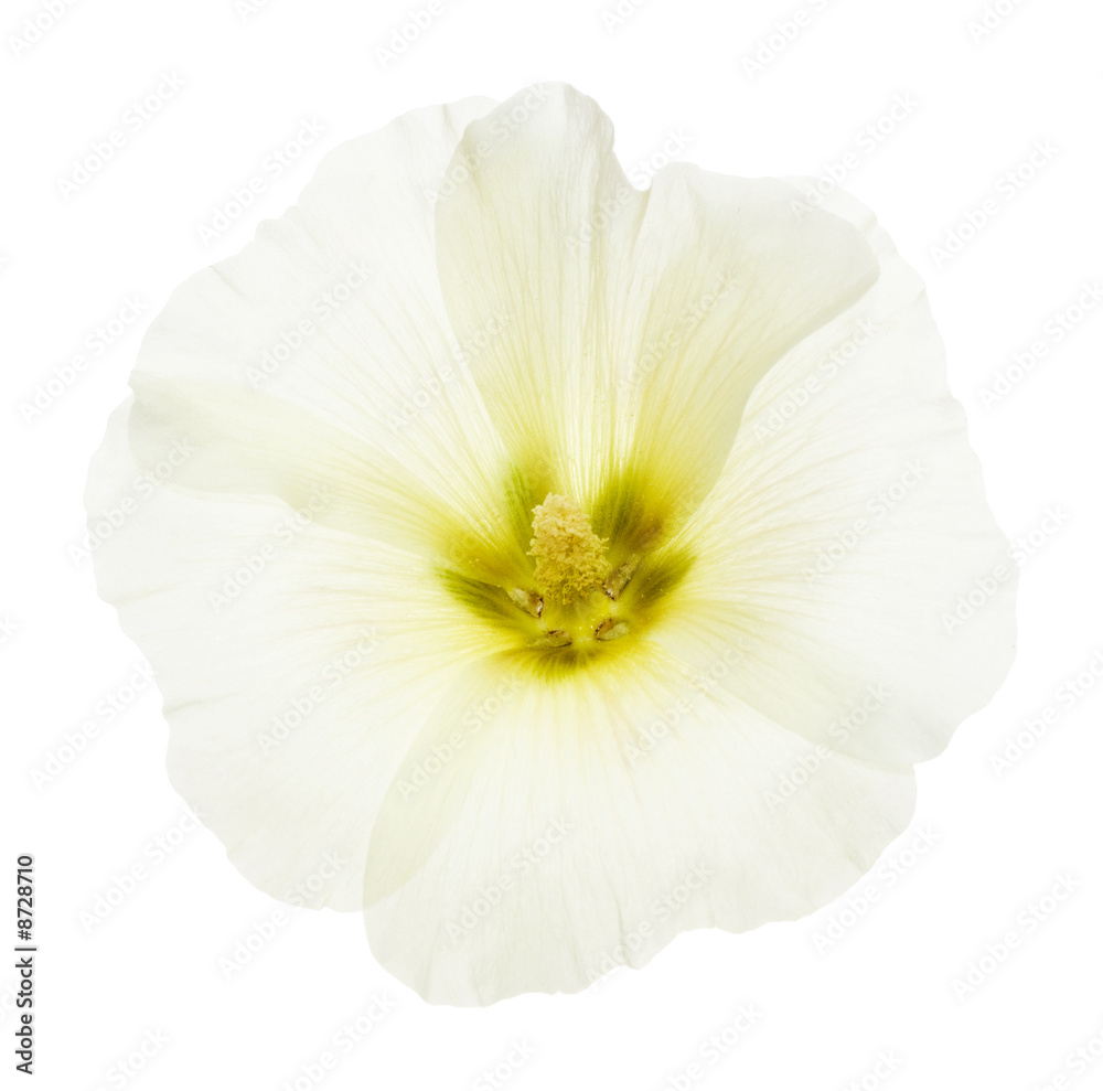 flower Pattern flower Pattern