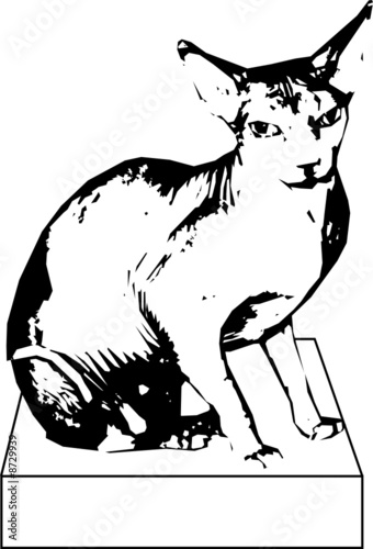 cat