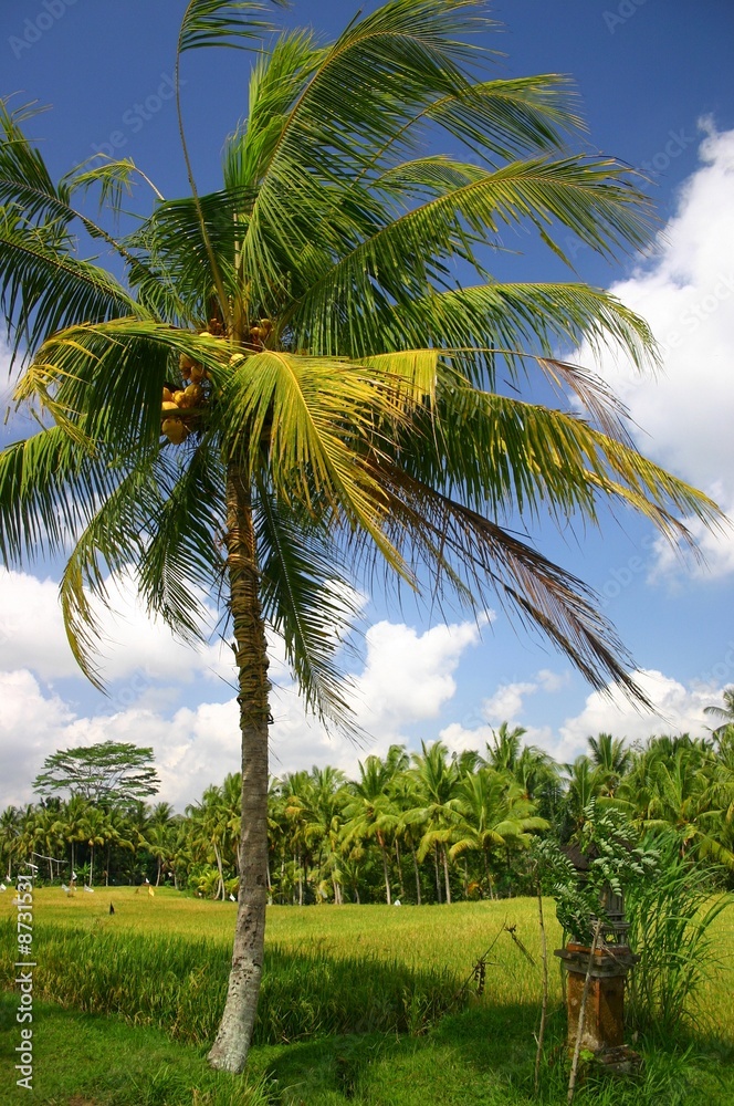 Cocotier Cocotier