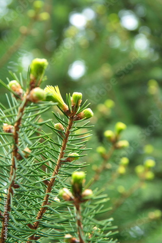 Fir tree bud