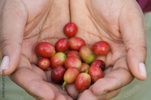 Coffee Beans hand