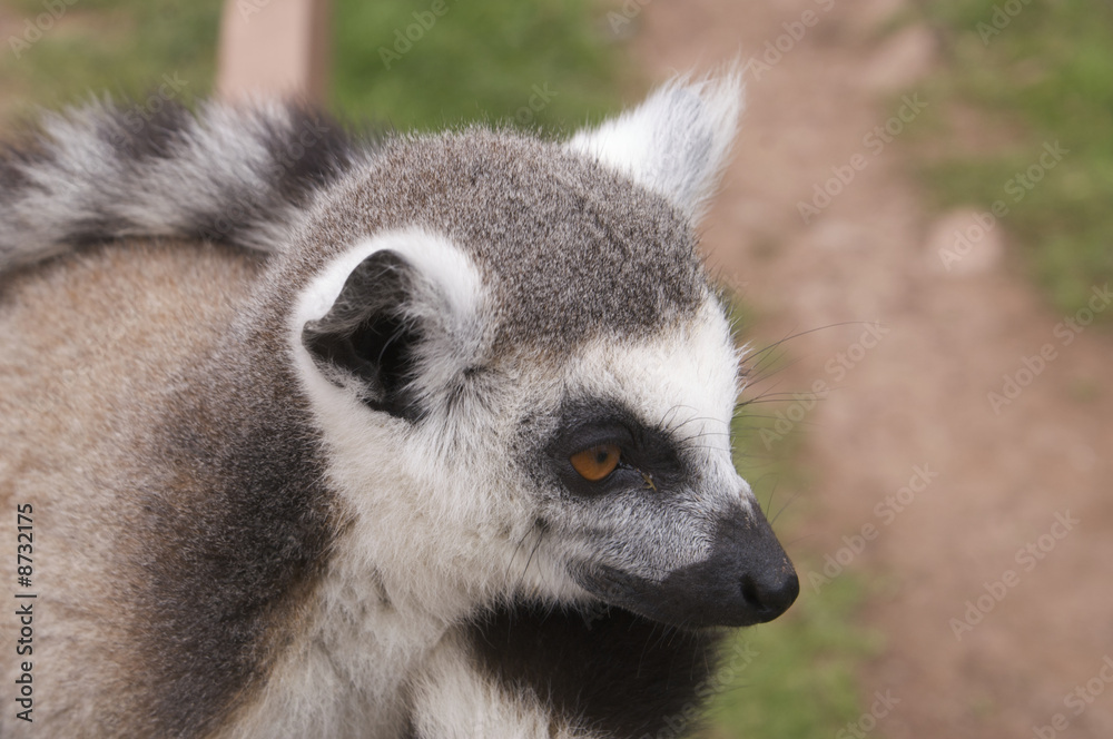 Obraz premium Ring Tailed Lemur