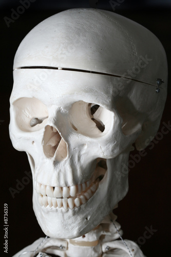Spooky human skull