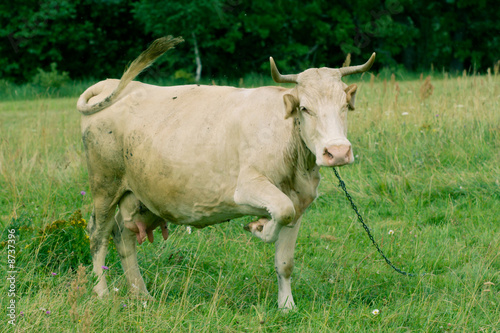 Brown Cow