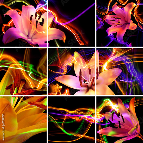 Fototapeta Naklejka Na Ścianę i Meble -  Flower a lily: aroma of night