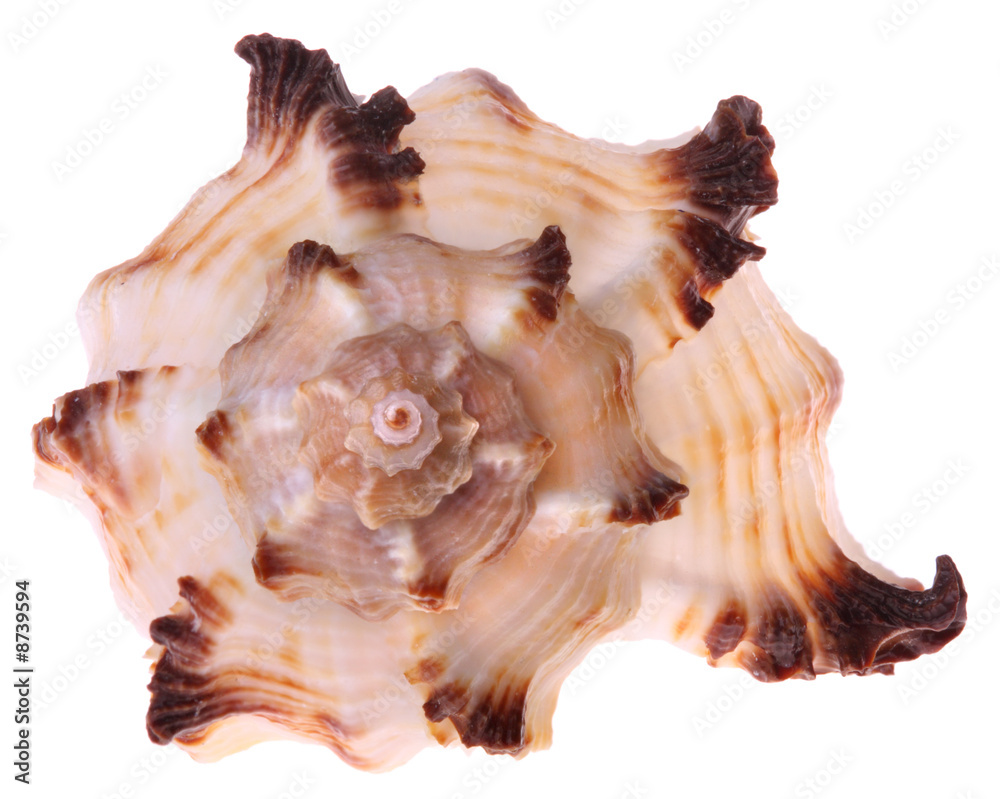 Seashell isolated Seashell isolated