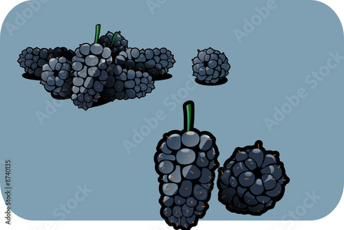 mulberry
