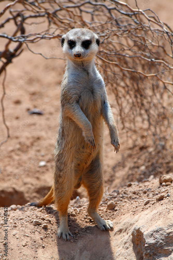 Meerkat Meerkat