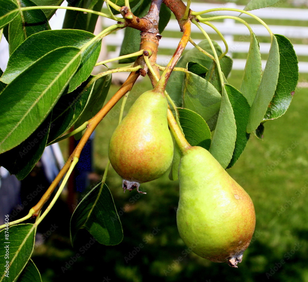 Young Growing Pears on the Tree