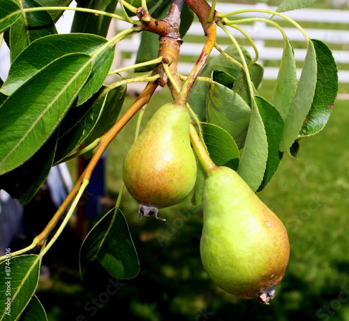 Obraz na płótnie Young Growing Pears on the Tree w salonie
