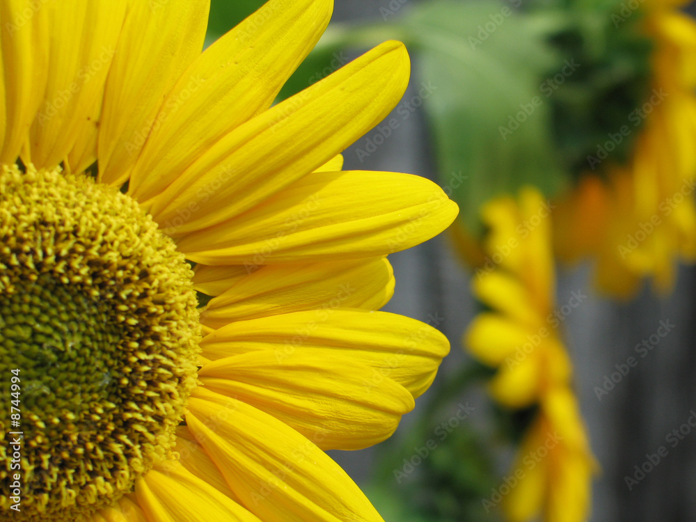 sunflower sunflower