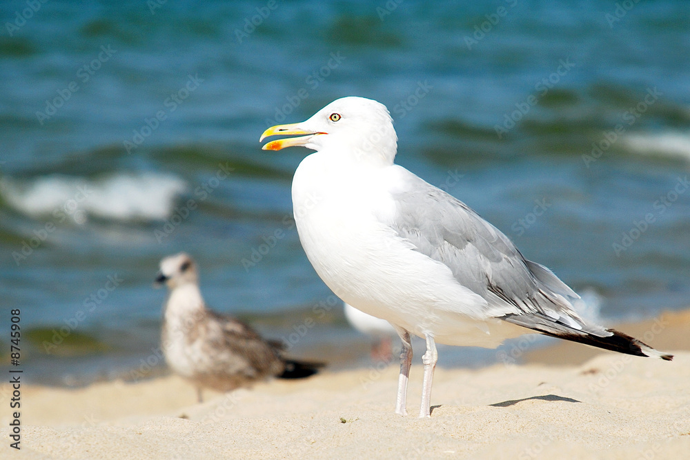 Seagull Seagull