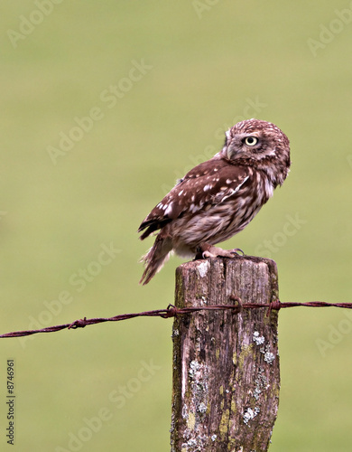 Little Owl