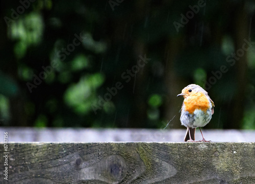Robin In The Rain photo
