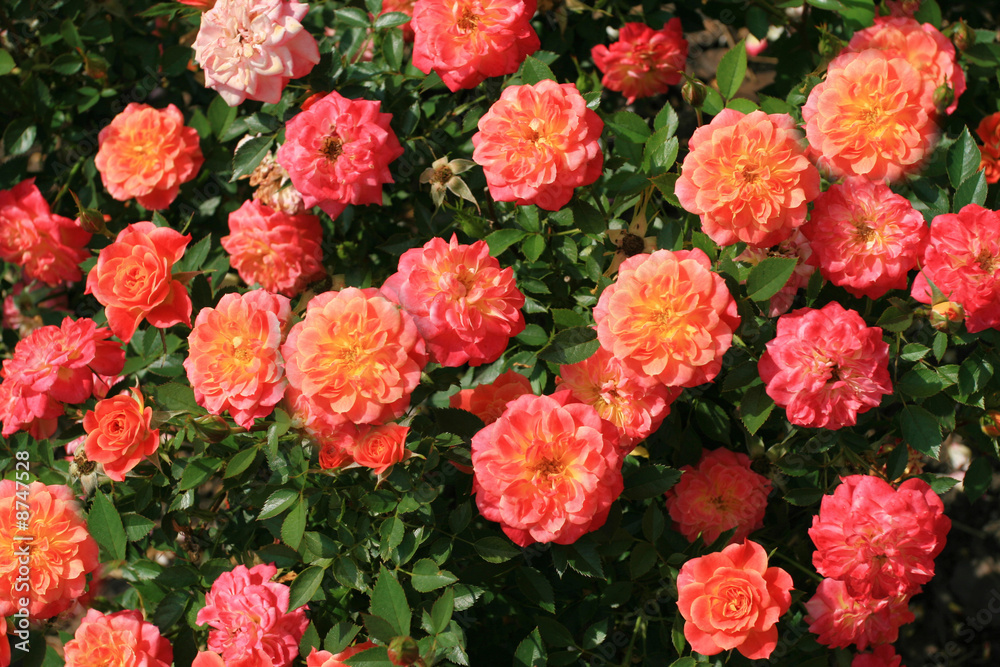 Rose bush Rose bush