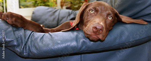 weimaraner x Doberman